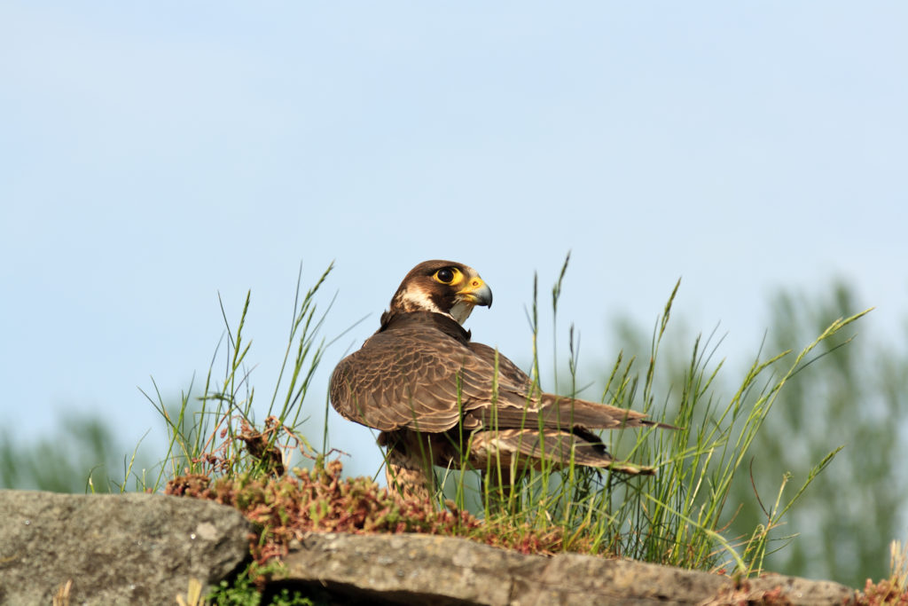 Natural England invite public input for "wild take" falconry and aviculture review
