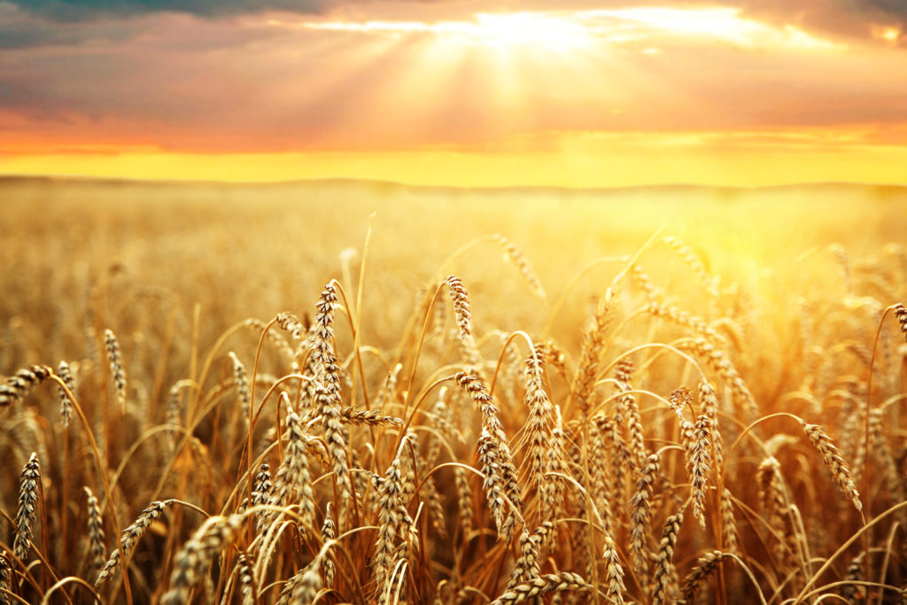 Image of a field of wheat.