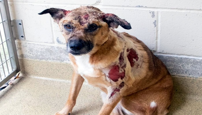 Police investigate animal cruelty as stray dog found in Norwood, Massachusetts covered in severe burns