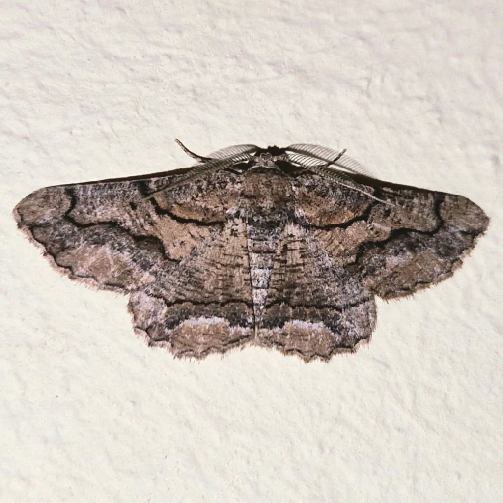 Nineteen new species of nocturnal butterflies found in Mallorca's Sa Dragonera