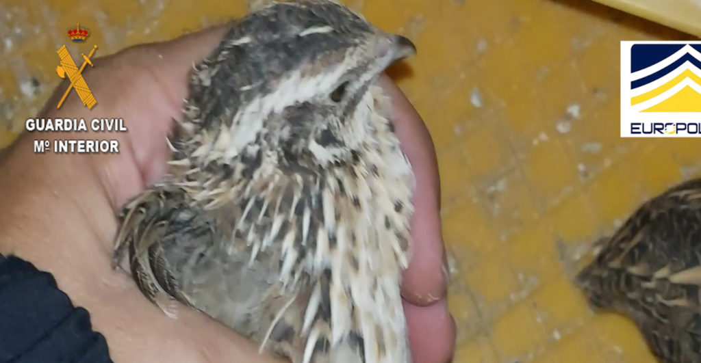 58 people arrested for breeding exotic quails for hunting grounds in Spain