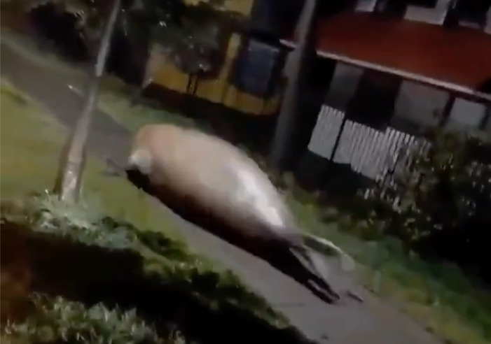 UPDATE: Fact-checkers reveal elephant seal was NOT running the streets of Florida during Hurricane Ian