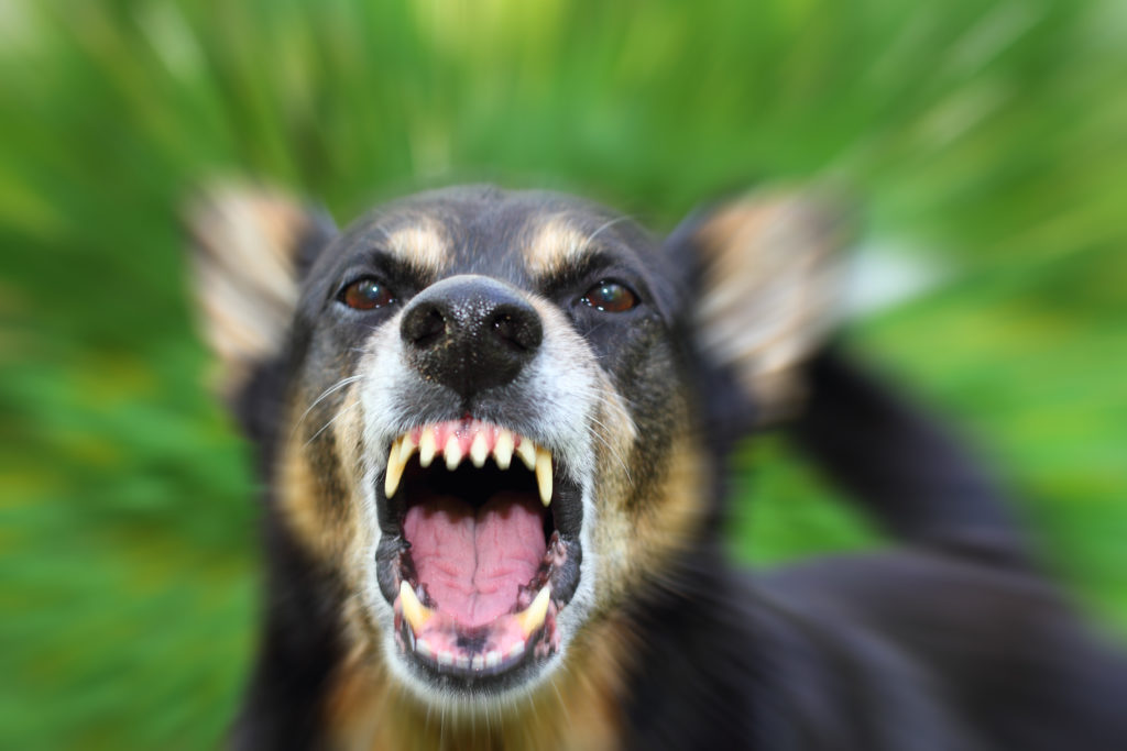 Case of rabies confirmed in Paris by France's Ministry of Agriculture