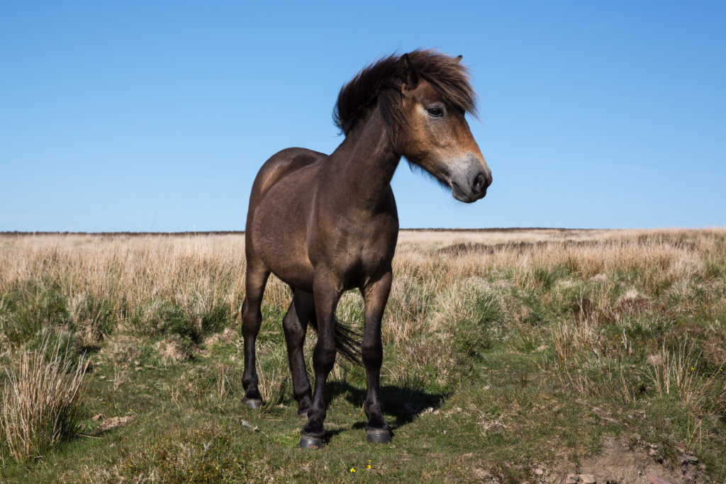 Image - Exmoor Pony: Dr. Juergen Bochynek/shutterstock