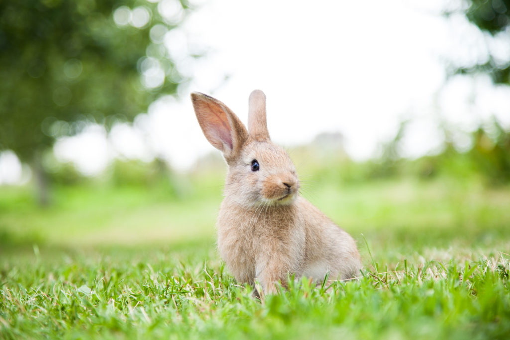 Celebrate International Rabbit Day on September 24