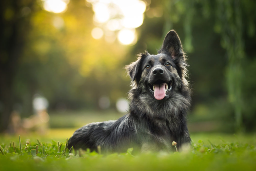 HVMB: The advantages of neutering your dogs