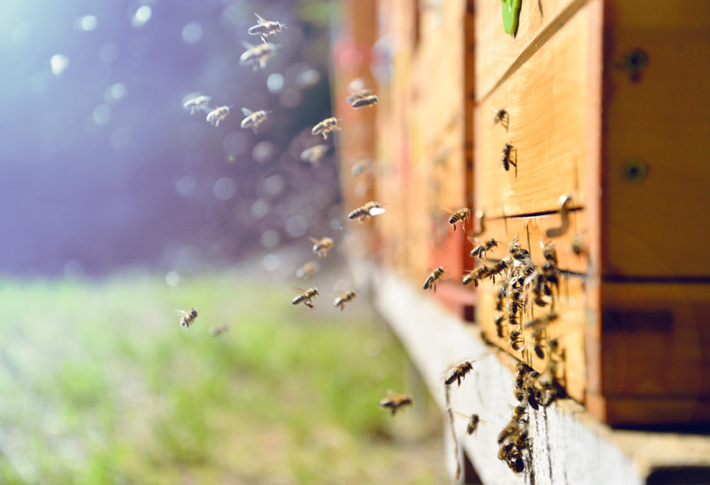 Image - bees: Sushaaa/shutterstock