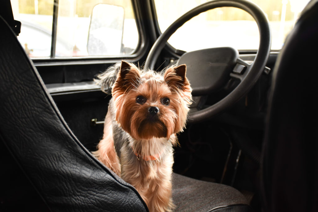 Three people under investigation after dog suffocates in boiling car