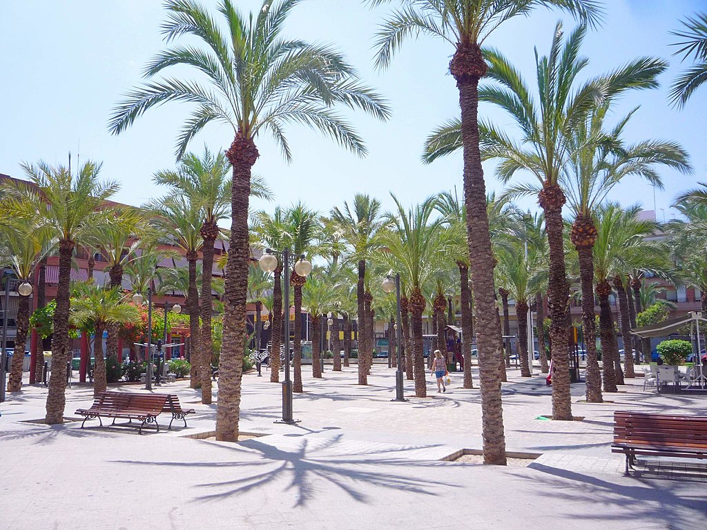 Cut-price lopping and pruning for 6,500 date palms in Elche (Alicante)