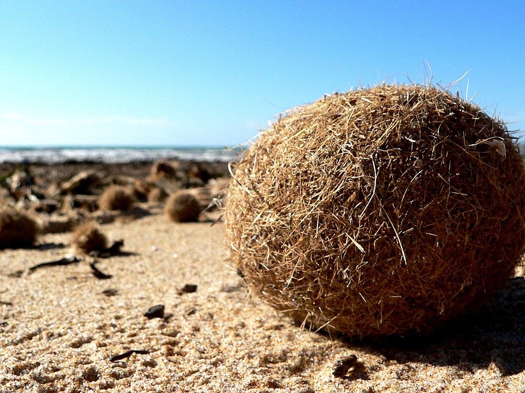 Seaweed storage snags for beach cleaning contractor Acciona in Torrevieja (Alicante)