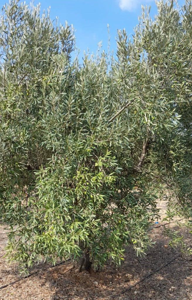 Local olive trees are currently of pressing concern in Altea (Alicante)