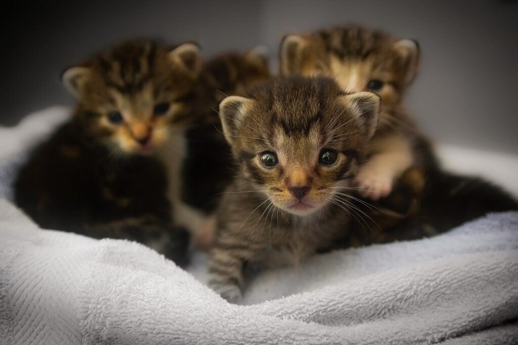 It's always kitten season at the municipal shelter in Torrevieja (Alicante)