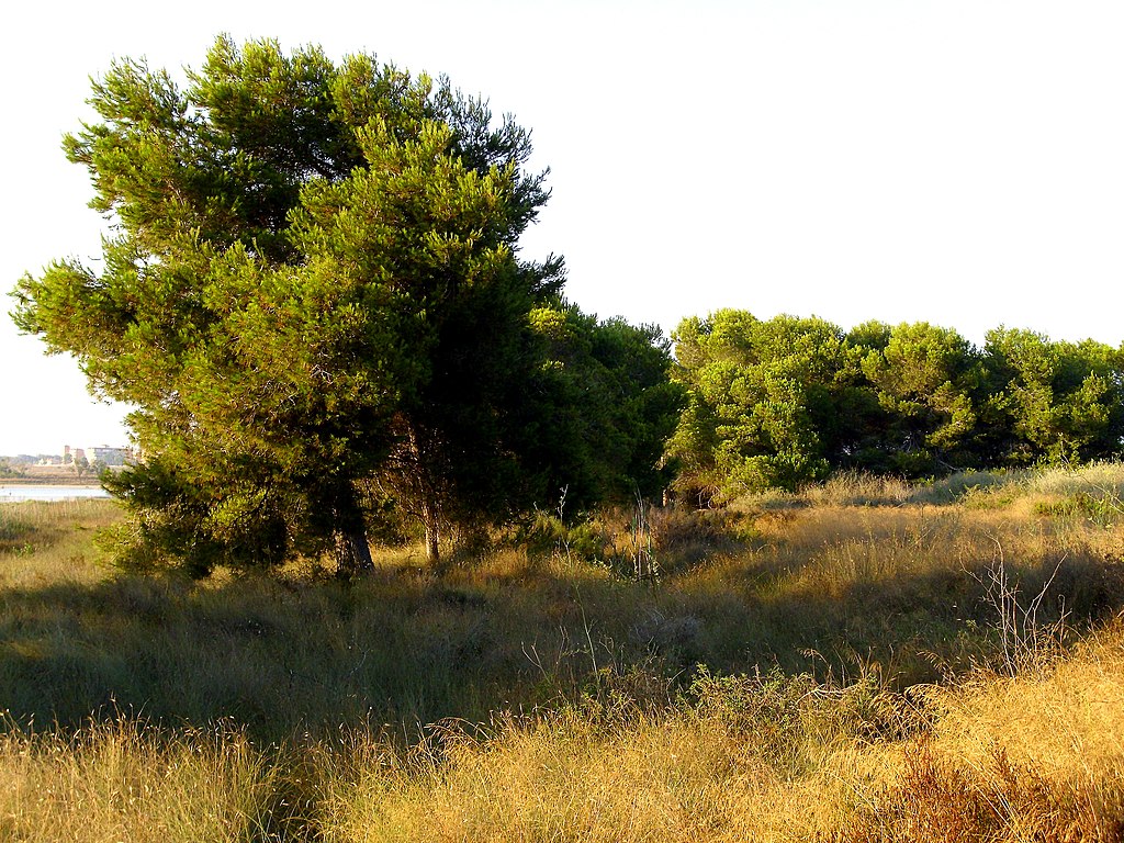 Claims of hunting dangerously near to the Torrevieja-La Mata (Alicante) national park