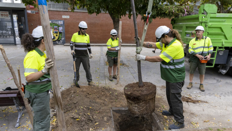 More than 8,000 trees to be planted around Barcelona's city districts