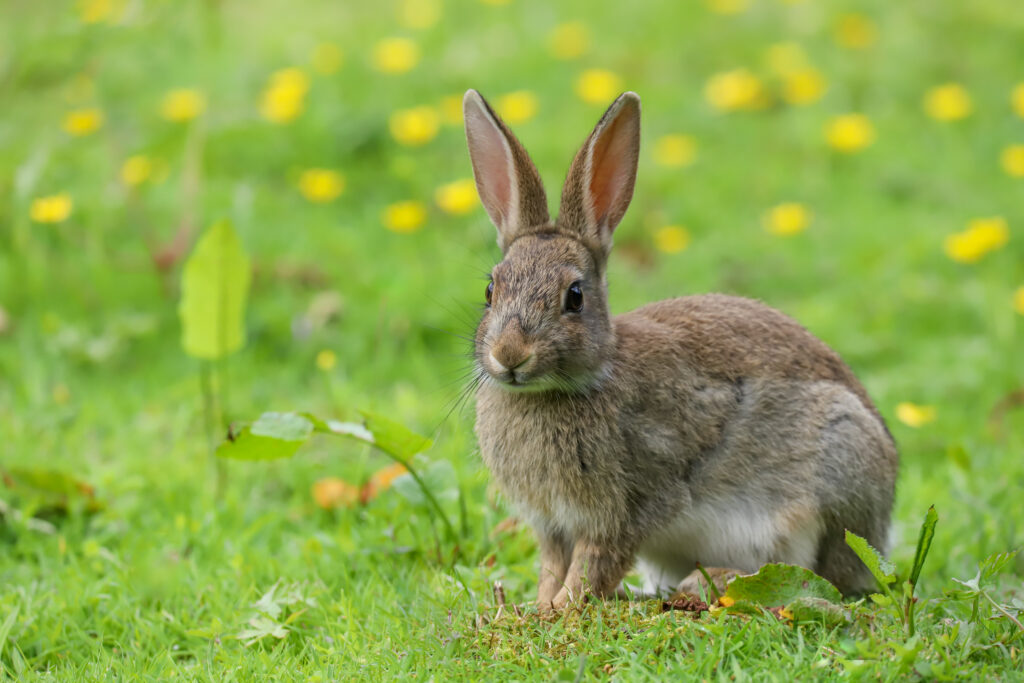 Man investigated for setting illegal animal traps and possessing a dead rabbit