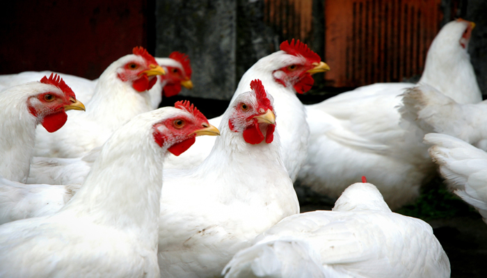 Netherlands to cull around 29,000 chickens after highly infectious strain of bird flu detected