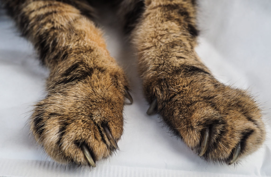 Image - Arthritis in cats