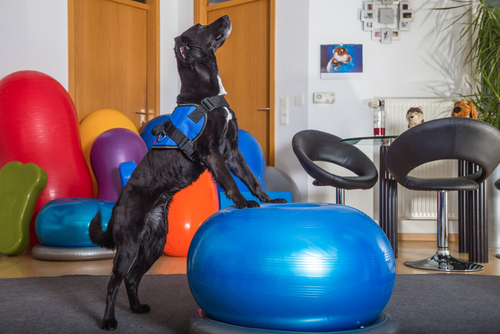 Doggy therapists helping children in hospital