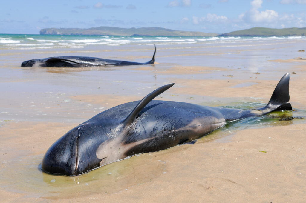 Mystery as 700 whales die in a month on Pacific beaches