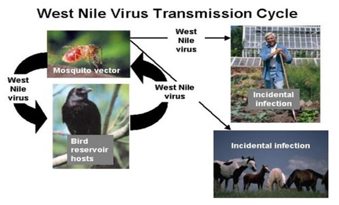 West Nile fever outbreak detected in two horses in Cadiz municipality of Tarifa