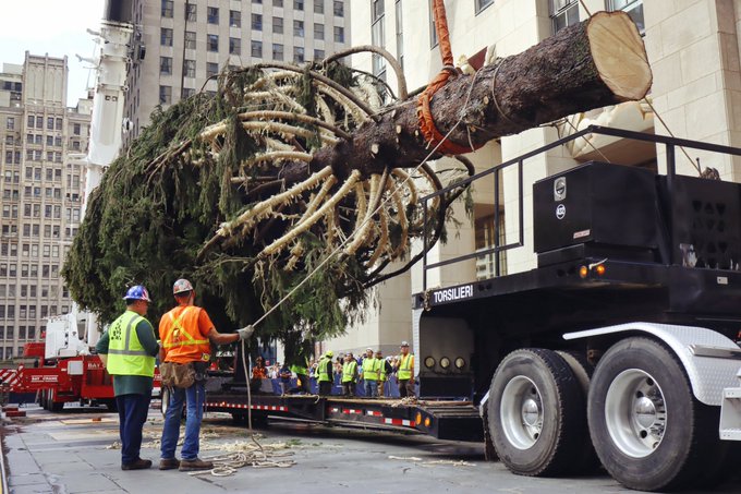 WATCH the Christmas tree in the Rockefeller centre being erected