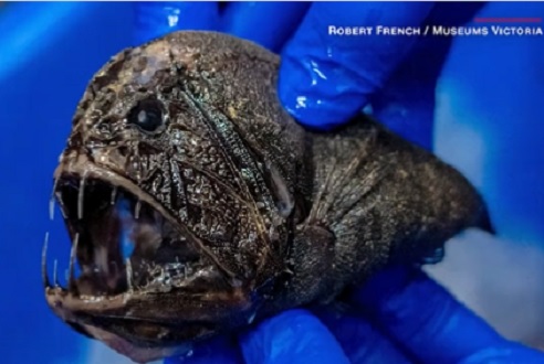 WATCH - Scientists reveal news species from the deepest sea
