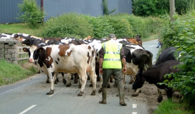 Man dies in Wales after being trampled by 'out of control' cow