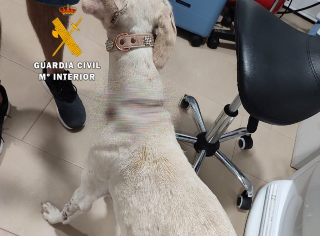 Shocking image shows 'horrific abuse' of a dog 'slashed with scissors' in Malaga