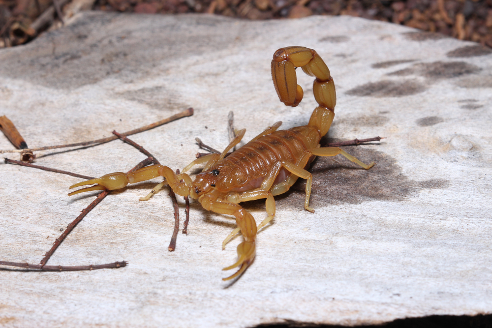 Scorpion sting results in seven heart attacks and boy’s death