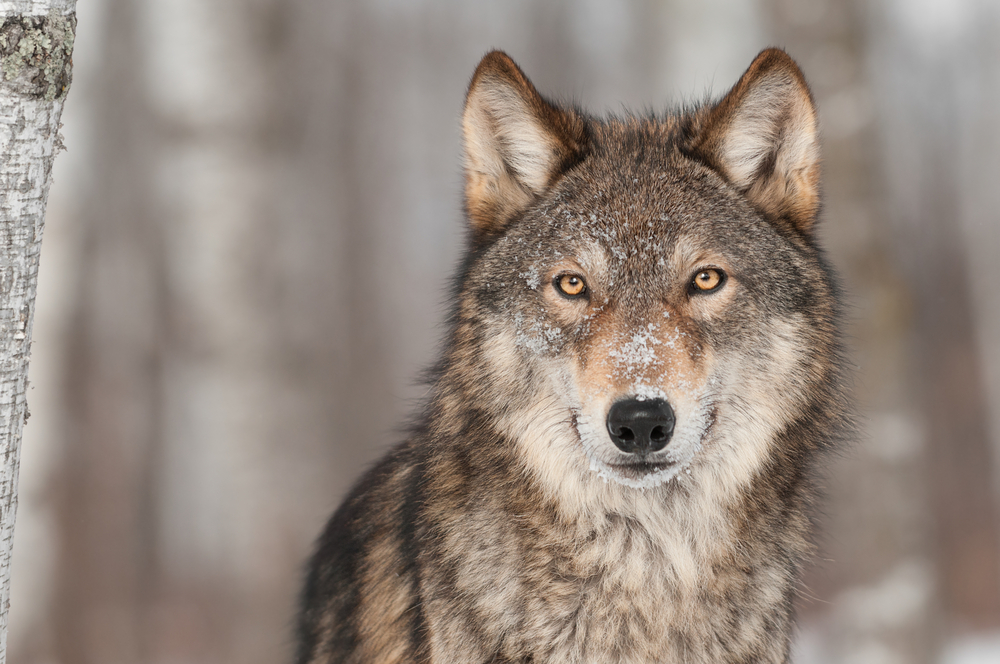 Paintballs to make wolves less trusting of humans
