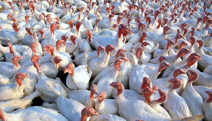 UK bird flu crisis creates fears of massive Christmas turkey shortages