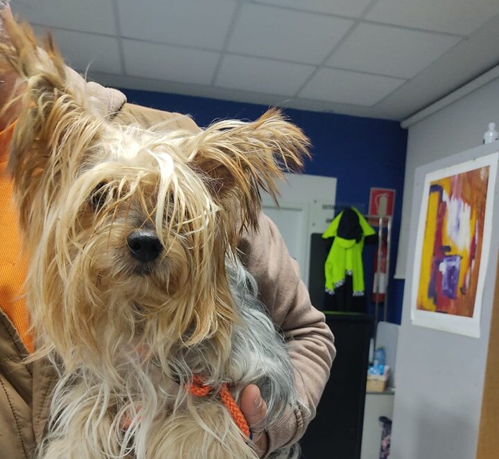 Dog saved from drowning at Cala de La Higuera in Torrevieja (Alicante)