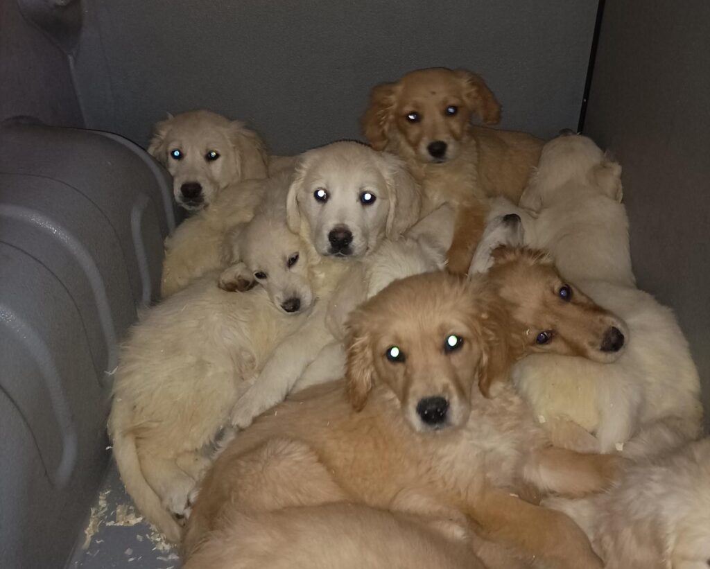 Puppies rescued as authorities crackdown on illegal trafficking