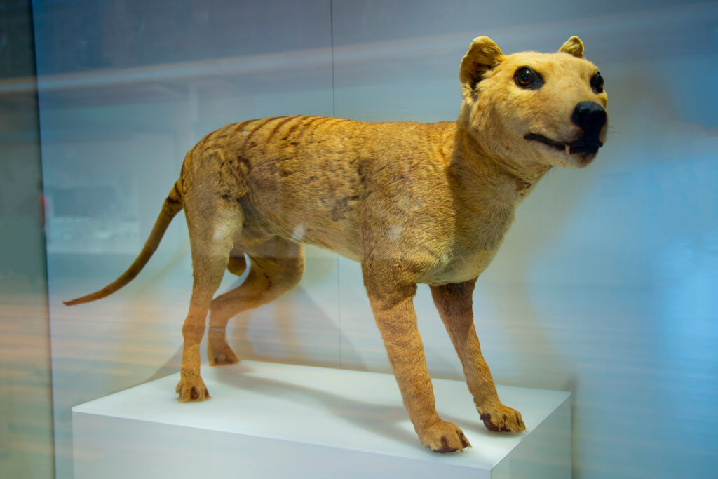 Remains of last Tasmanian tiger unearthed in museum cupboard