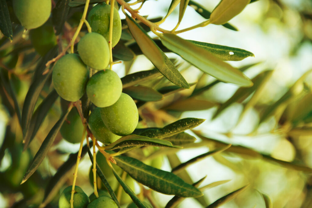 Arrests made in Andalucia's Antequera after HUGE amount of olives stolen