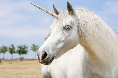 Dreams are made of this as California issues licence to own a unicorn