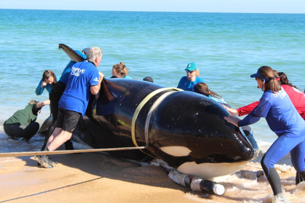 Heartbreak as 21-foot orca whale beached in Florida dies