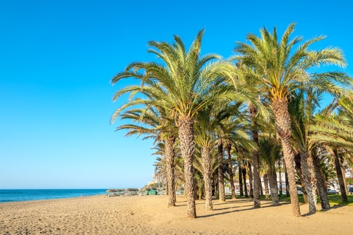 View of Costa del Sol's exotic palm trees on the sandy beach with a clear blue sky