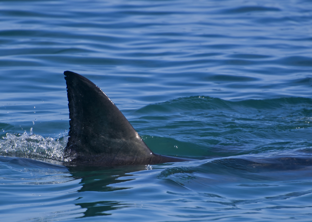 Girl killed in shark attack after she jumped to swim with dolphins.