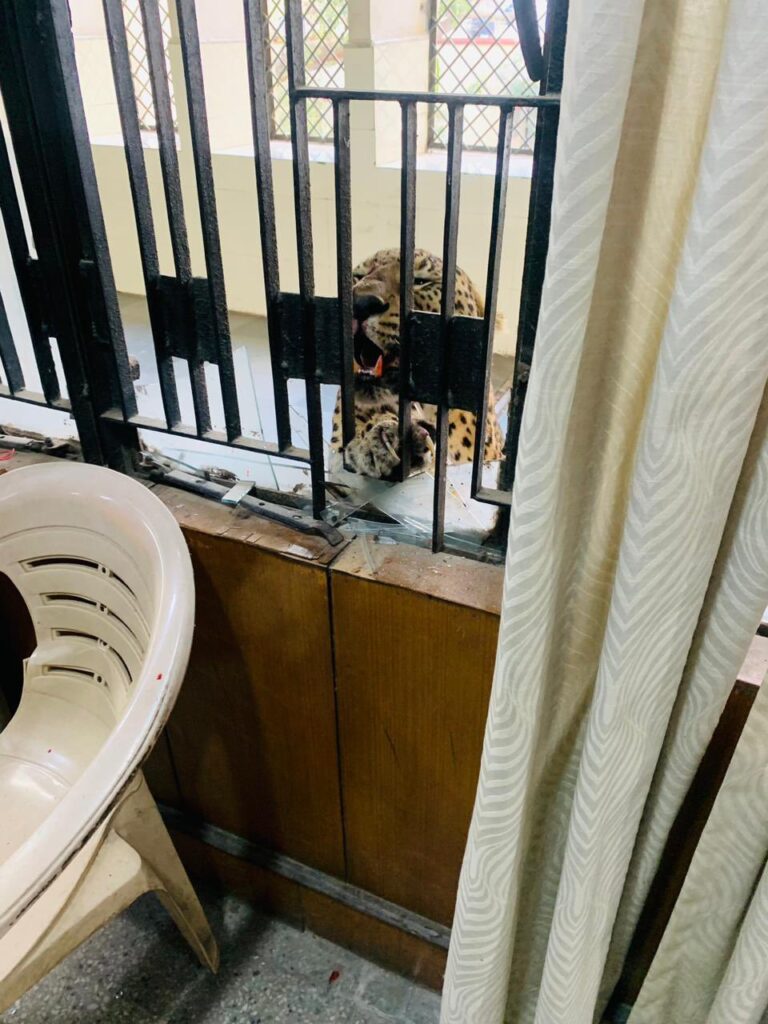 WATCH: Leopard wreaks havoc in packed courtroom leaving several injured