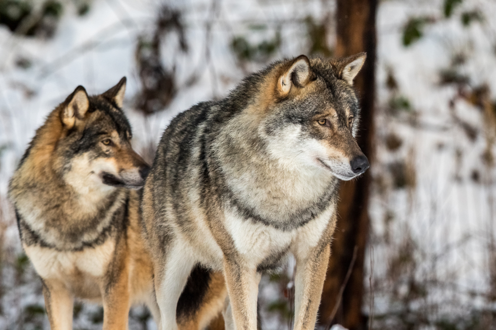 Hunters kill 54 wolves in Sweden during largest ever controversial cull.