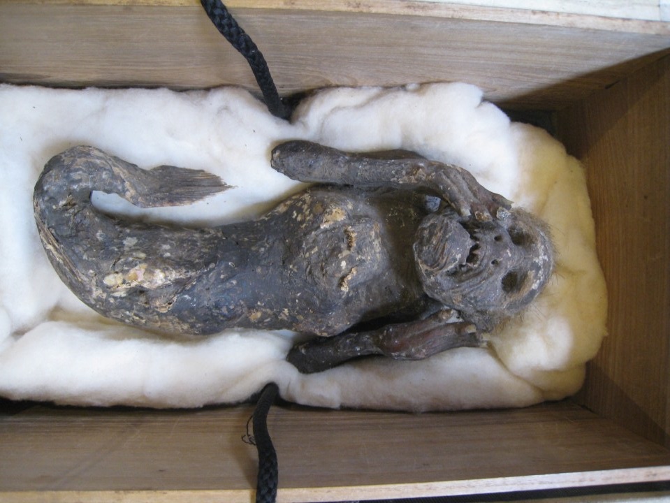 Origin of 300-year-old mummified mermaid that has mystified scientists for years solved