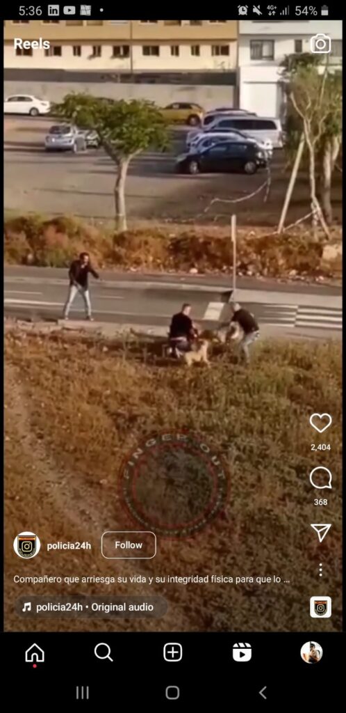 WATCH: Officer shoots dog on street in Spain after they are attacked during police operation in Tenerife