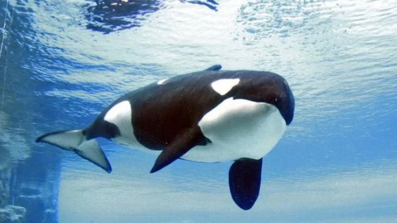 Kiska: 'The world's loneliest orca' passes away at Marineland theme park in Niagara Falls, Canada