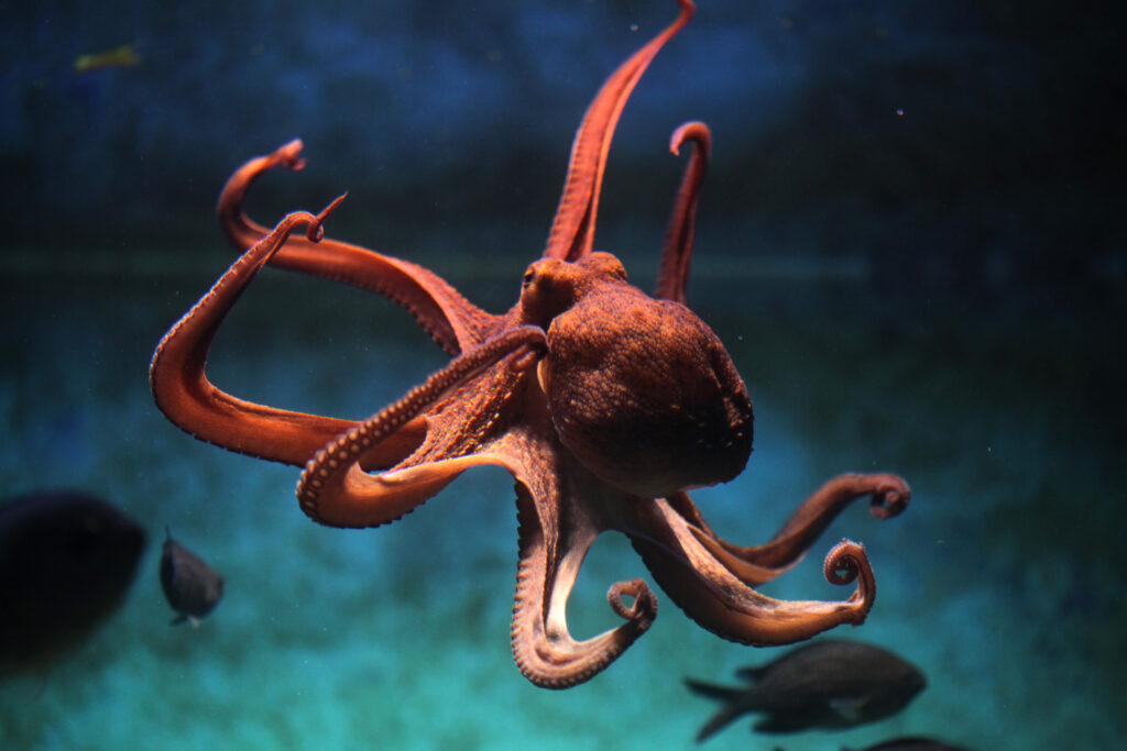 Proposed Octopus Farm in Canary Islands branded as cruel
