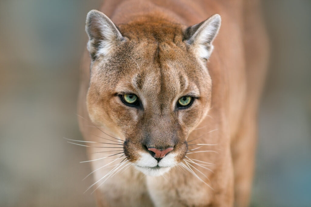 Mountain Lion Claws Man In Hot Tub