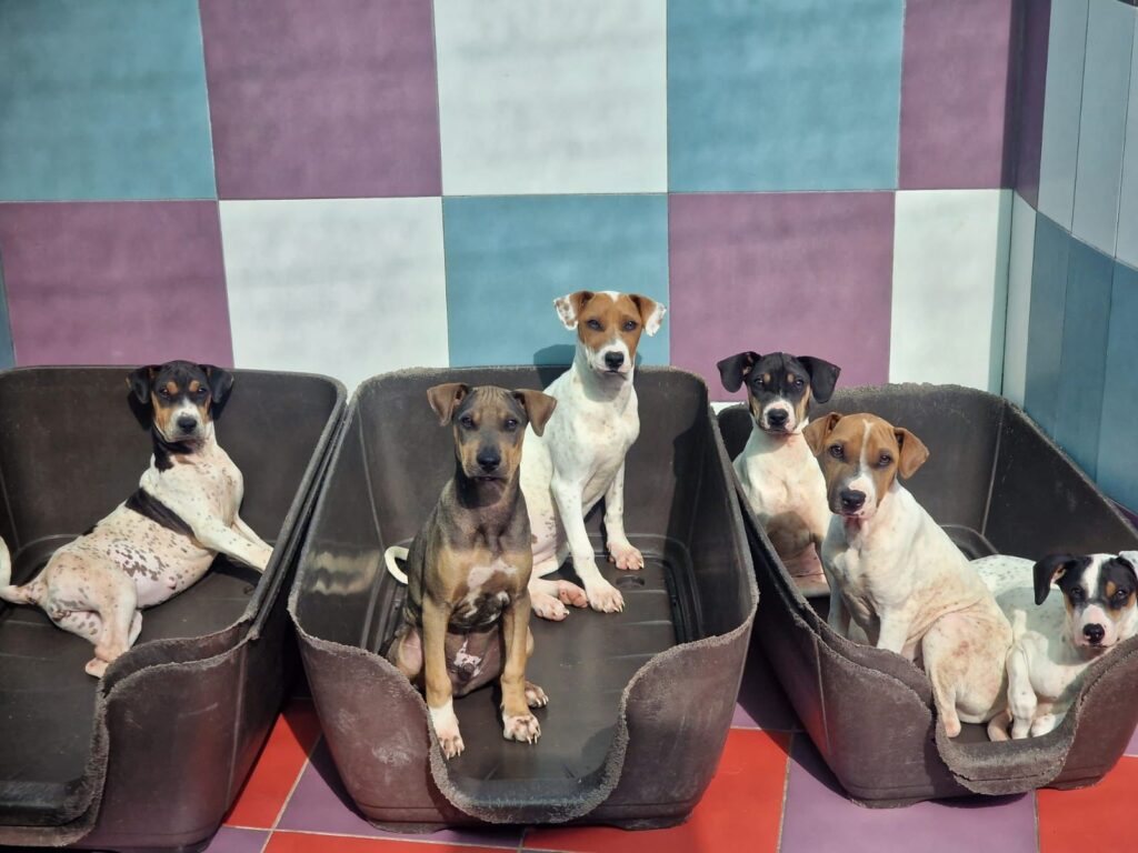 six dogs in baskets against tiled wall.