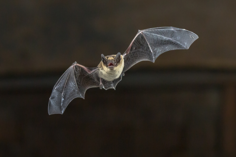 Man tragically dies after being bitten by infected BAT inside bedroom