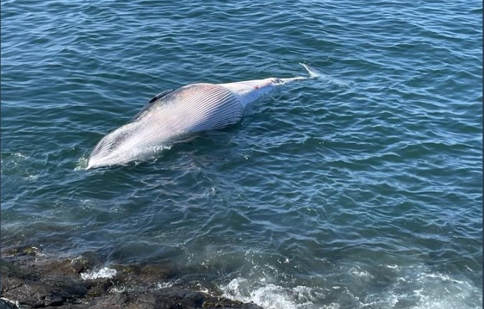 Public warned to stay off popular UK beach after massive 31 ft minke whale washes ashore  