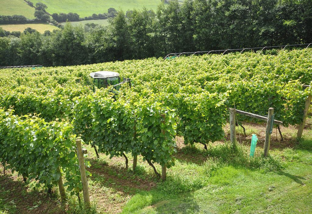 Cheering news for UK wine producers is government cuts EU red tape